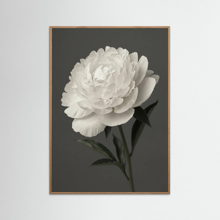 White Iris Grace