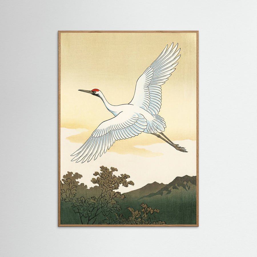 White Peacock Elegance