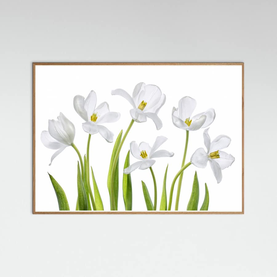 Póster White Tulips