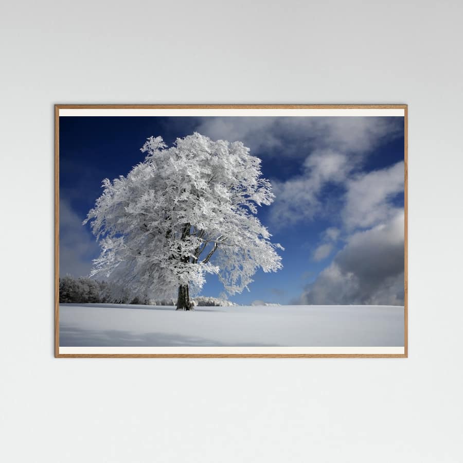 Poster White Windbuche in Black Forest