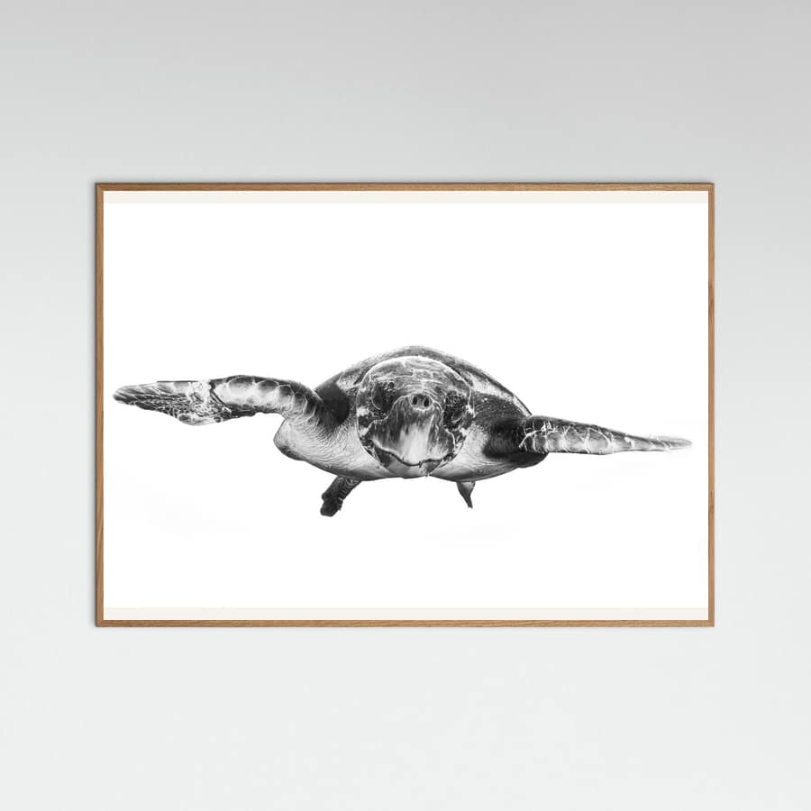 White and turtle Poster – poster och konsttryck