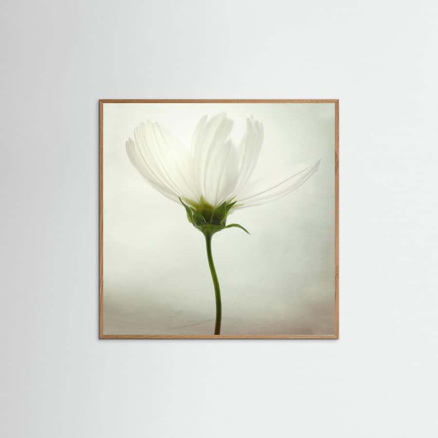 White cosmos Poster – poster and art print