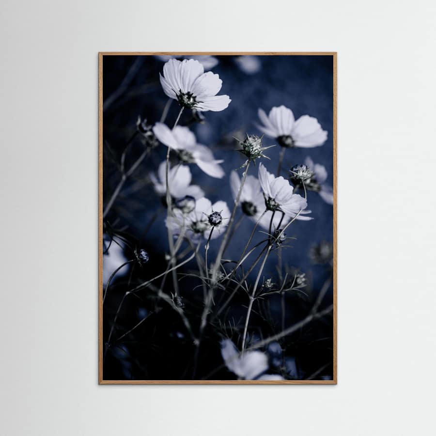 Affiche Wild Flowers 10