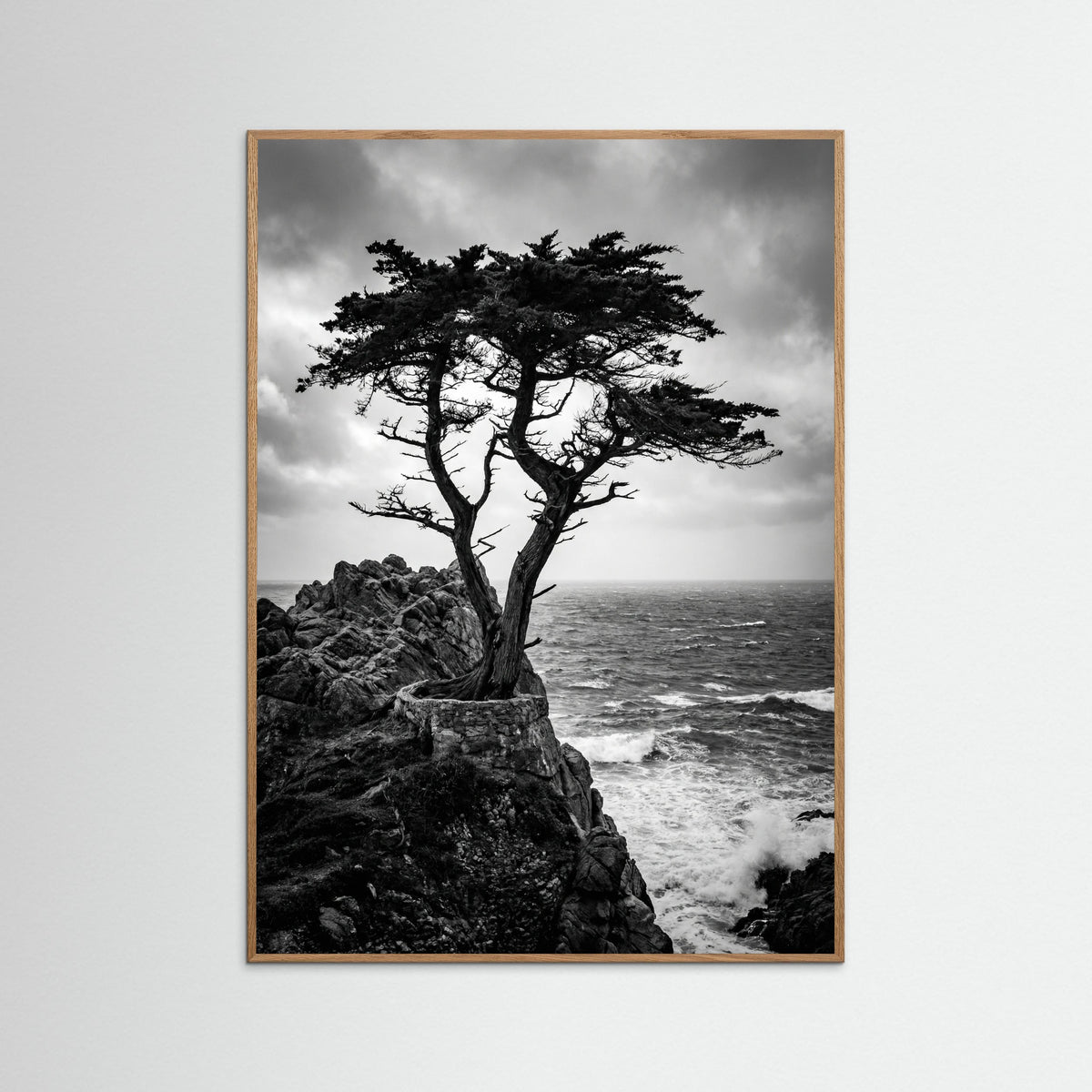 Oak Nature Windblown Grace