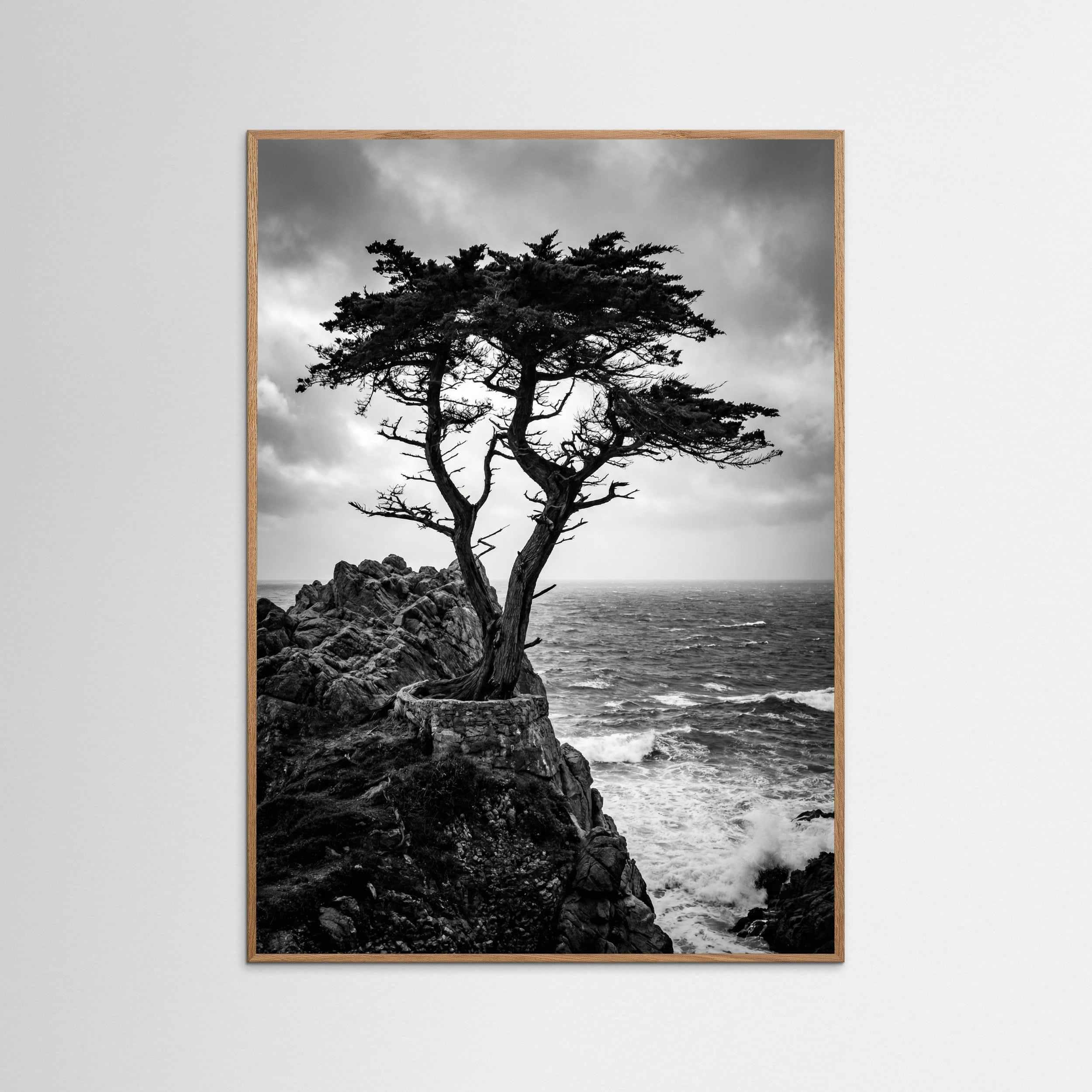 Oak Nature Windblown Grace