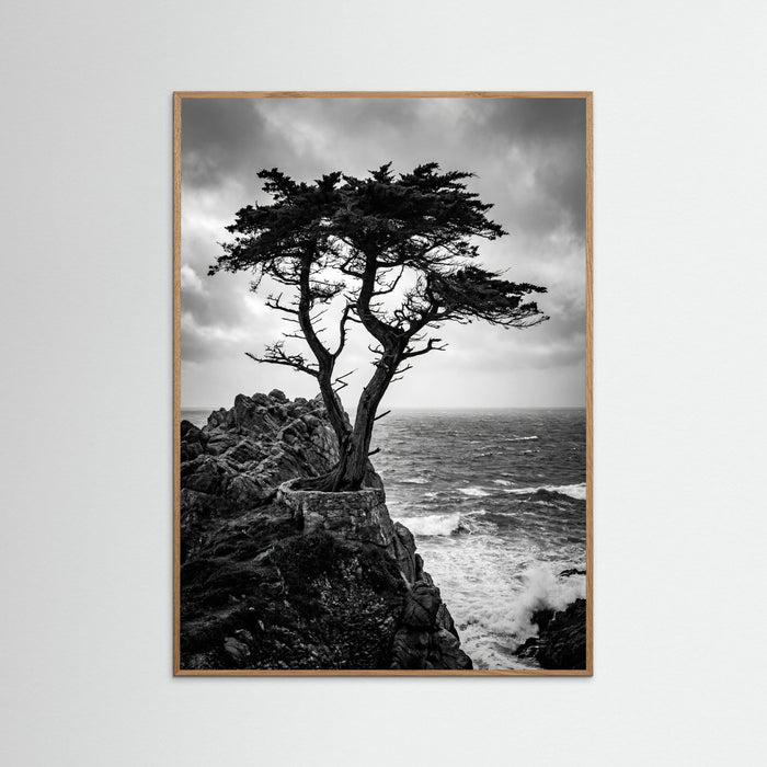 Oak Nature Windblown Grace