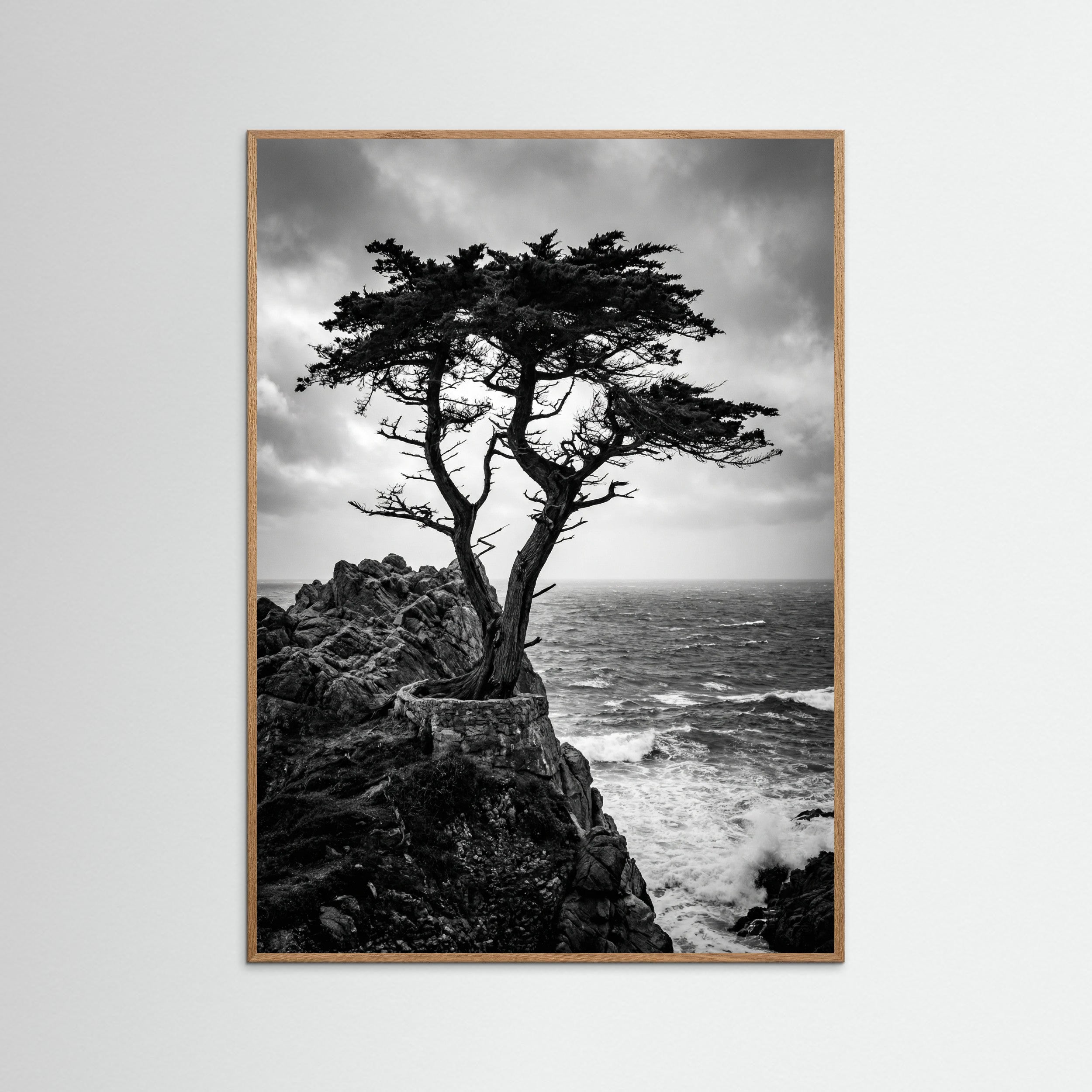 Oak Nature Windblown Grace