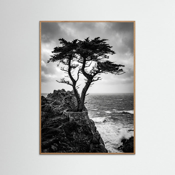 Oak Nature Windblown Grace
