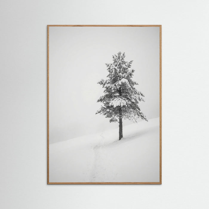 Oak Nature Winter Ascent