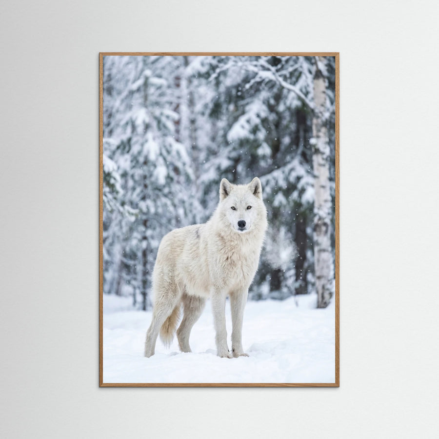 Winter Majesty