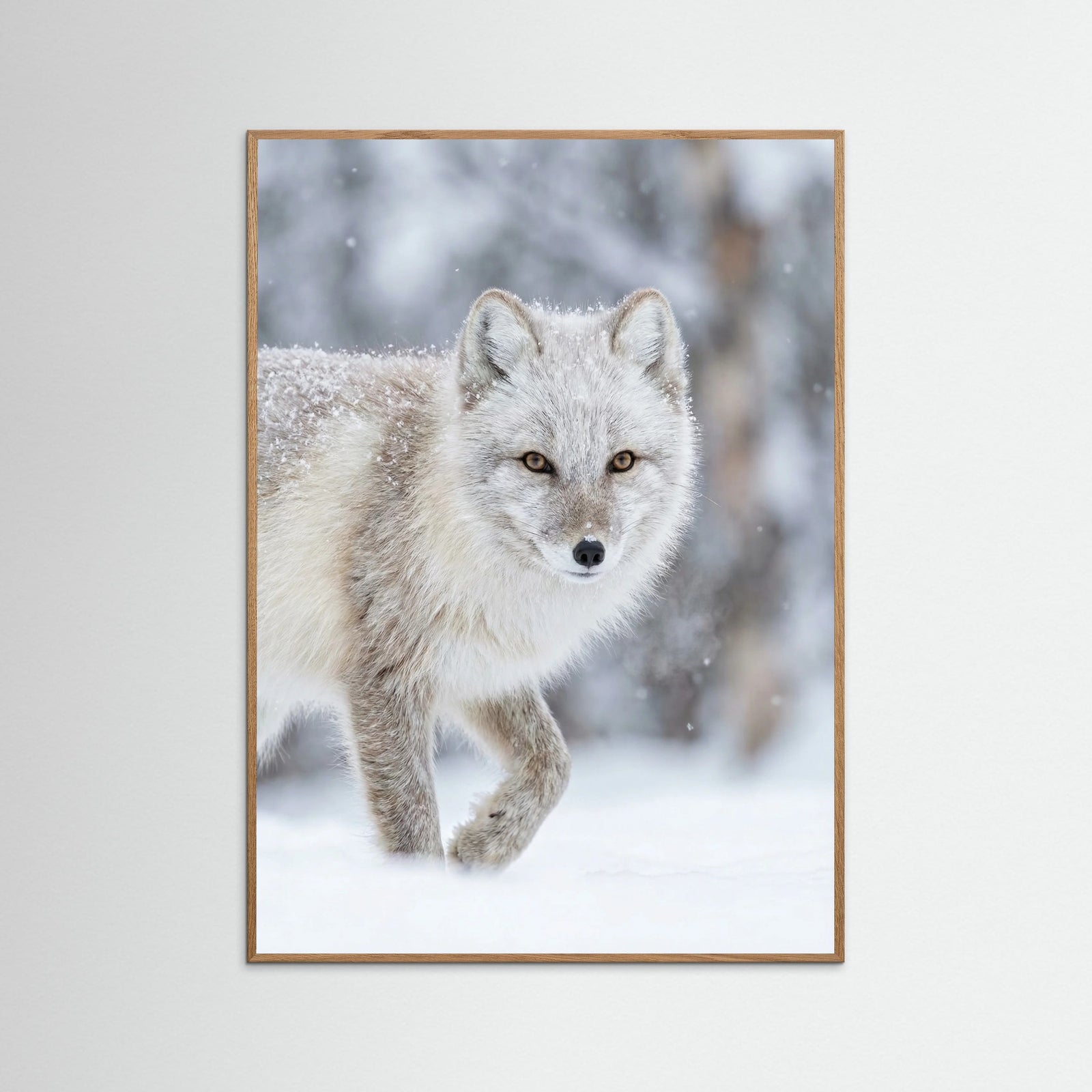 Oak Nature Winter Majesty