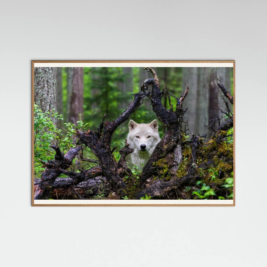 Wolf Poster – plakat og kunsttryk