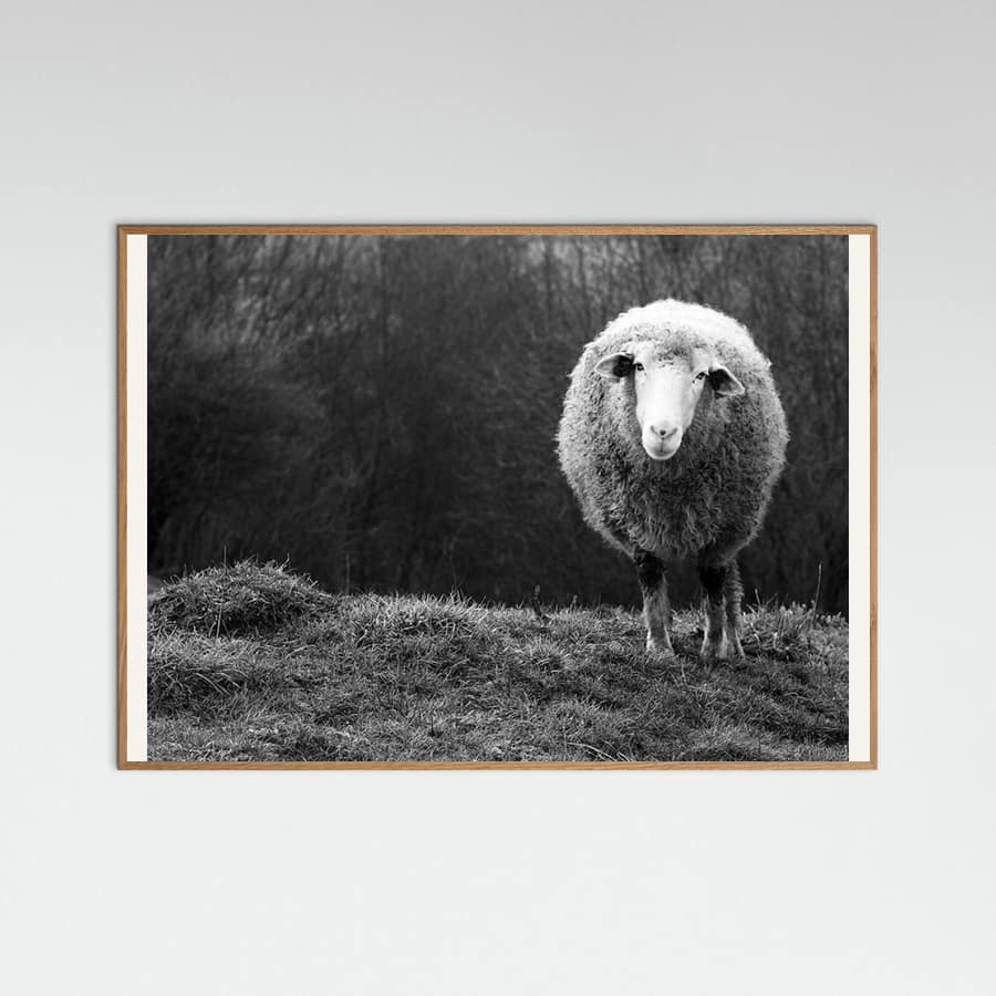 Plakat Wondering sheep – plakat i druk artystyczny