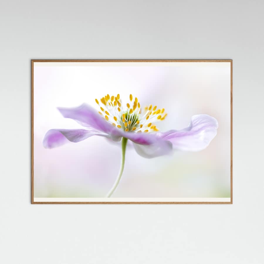 Wood Anemone Poster