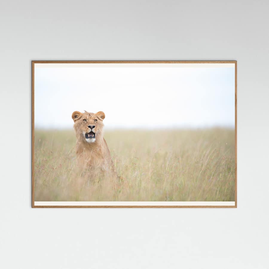 Plakat Young Lion – plakat i druk artystyczny