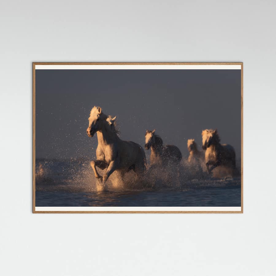 Affiche horses in sunset light