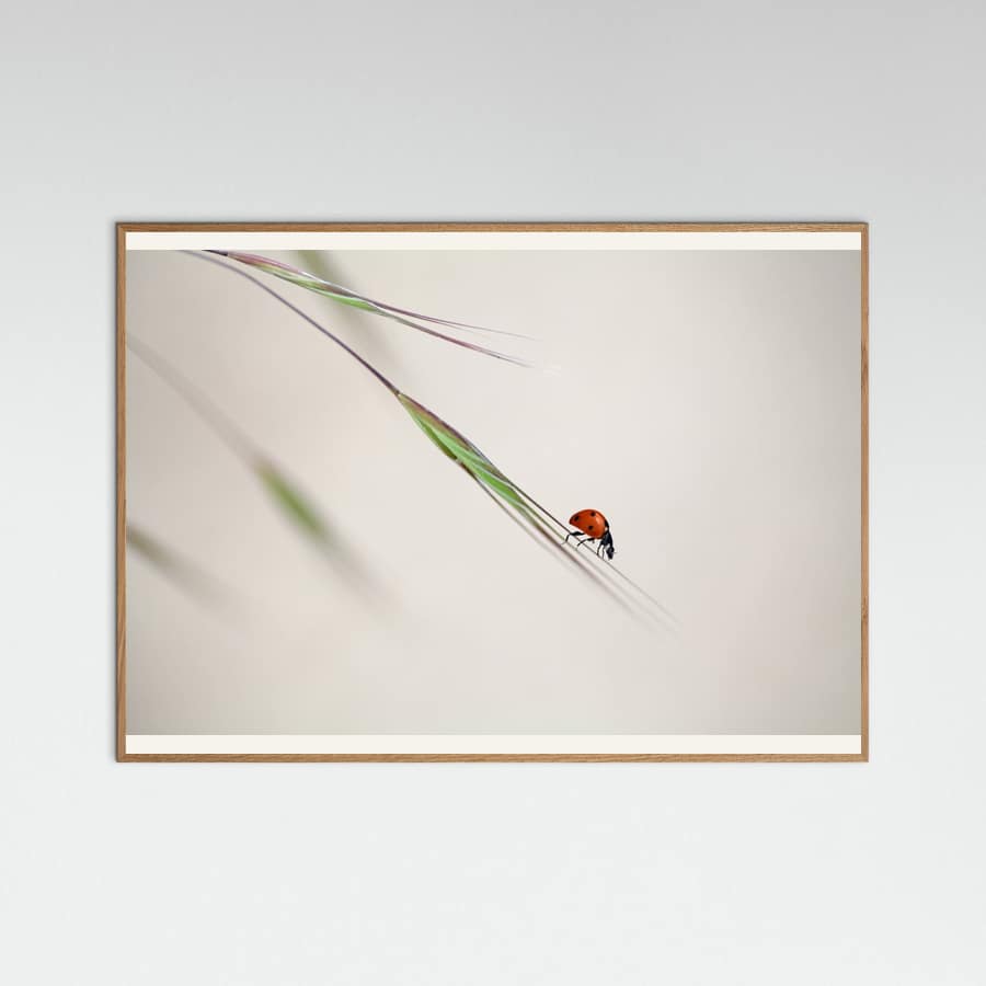 ladybug Poster