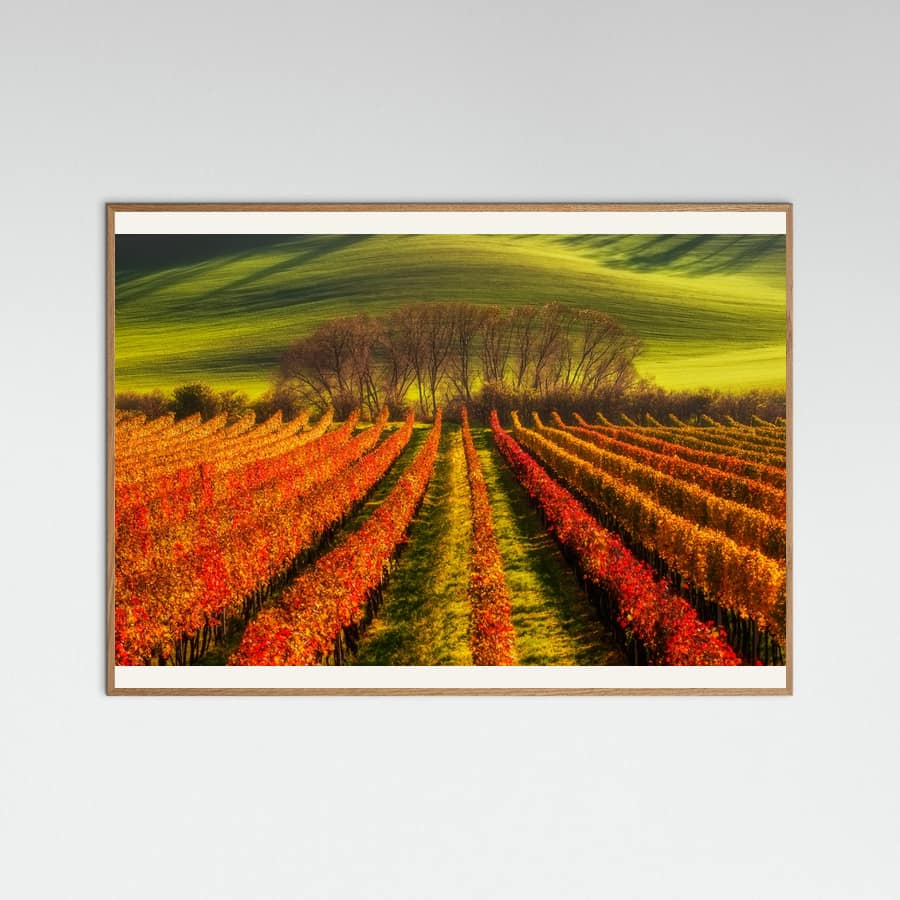 vine-growing -juliste