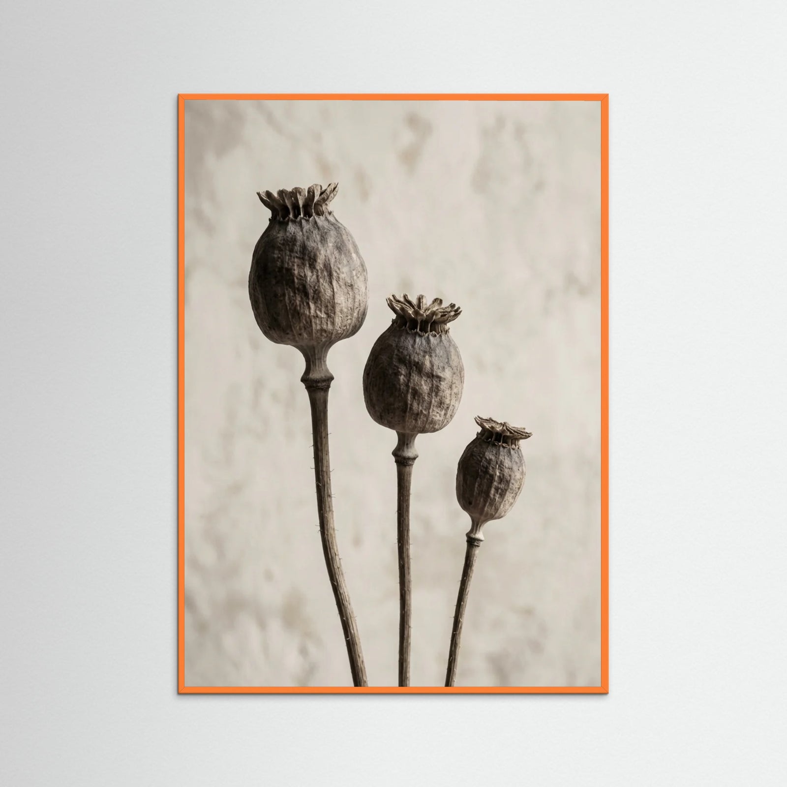 Orange Wood Aged Botanica