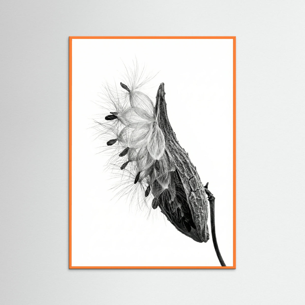 Orange Wood Dandelion Flight