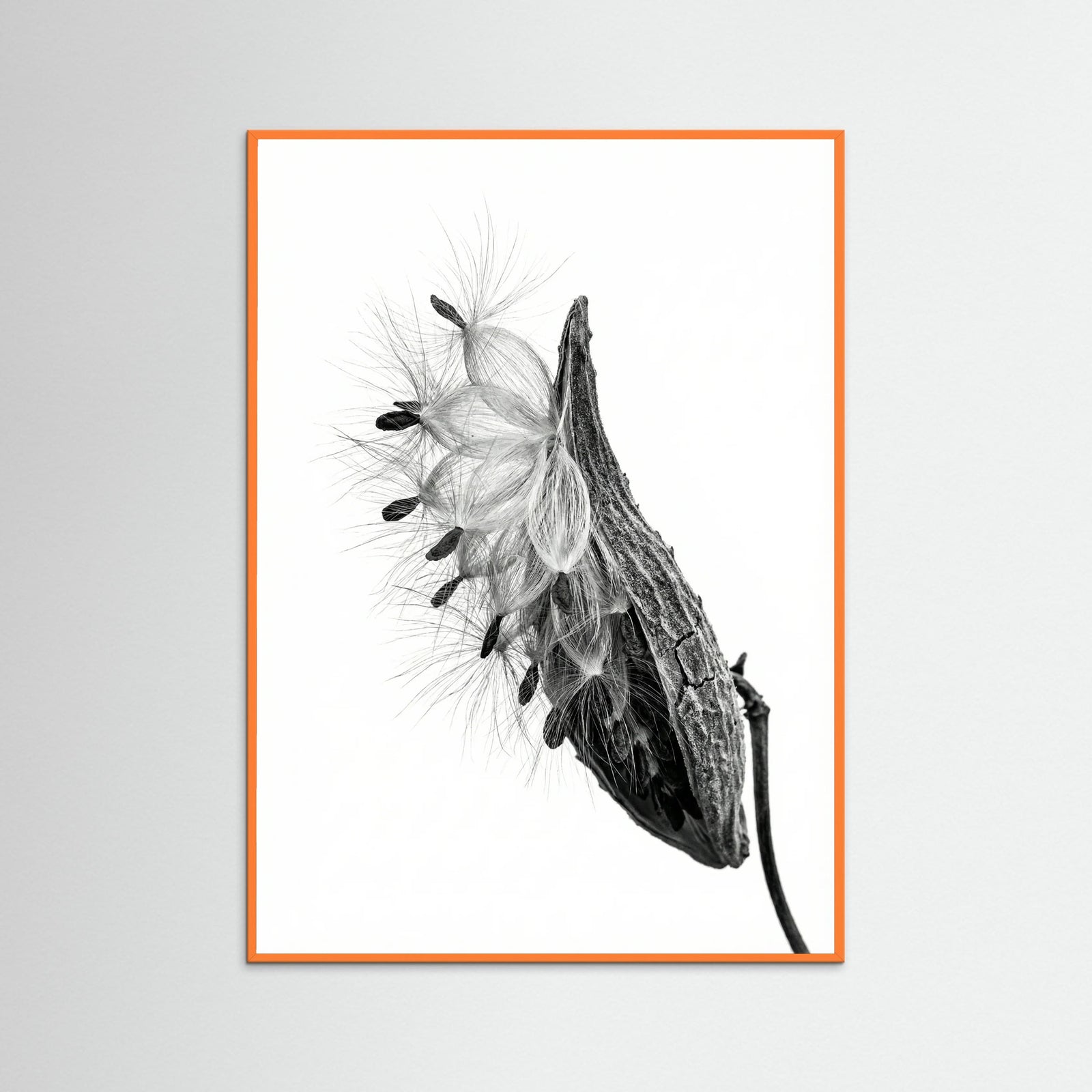 Orange Wood Dandelion Flight