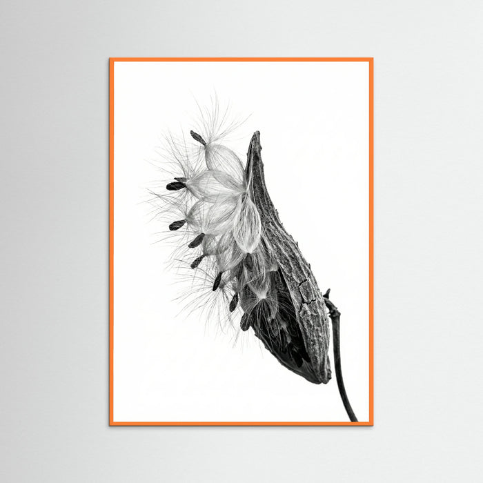 Orange Wood Dandelion Flight