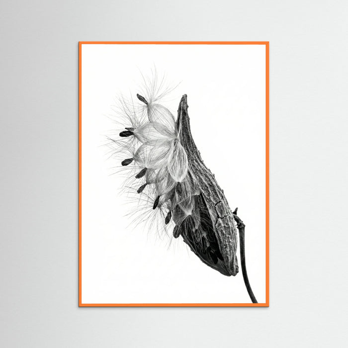 Orange Wood Dandelion Flight
