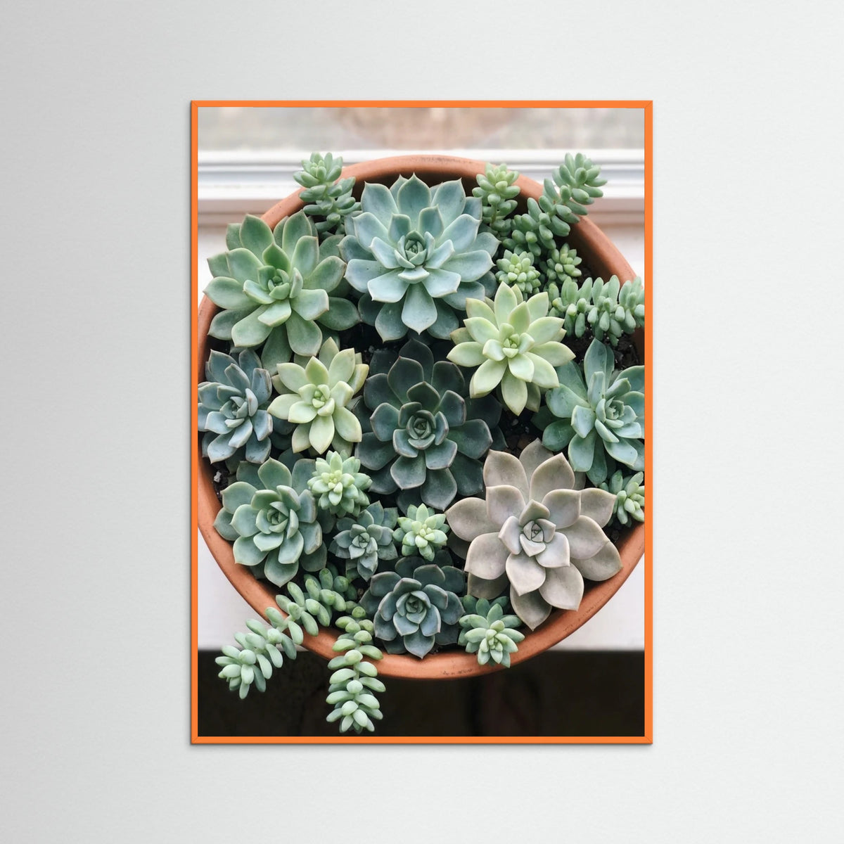 Orange Wood Desert Bloom