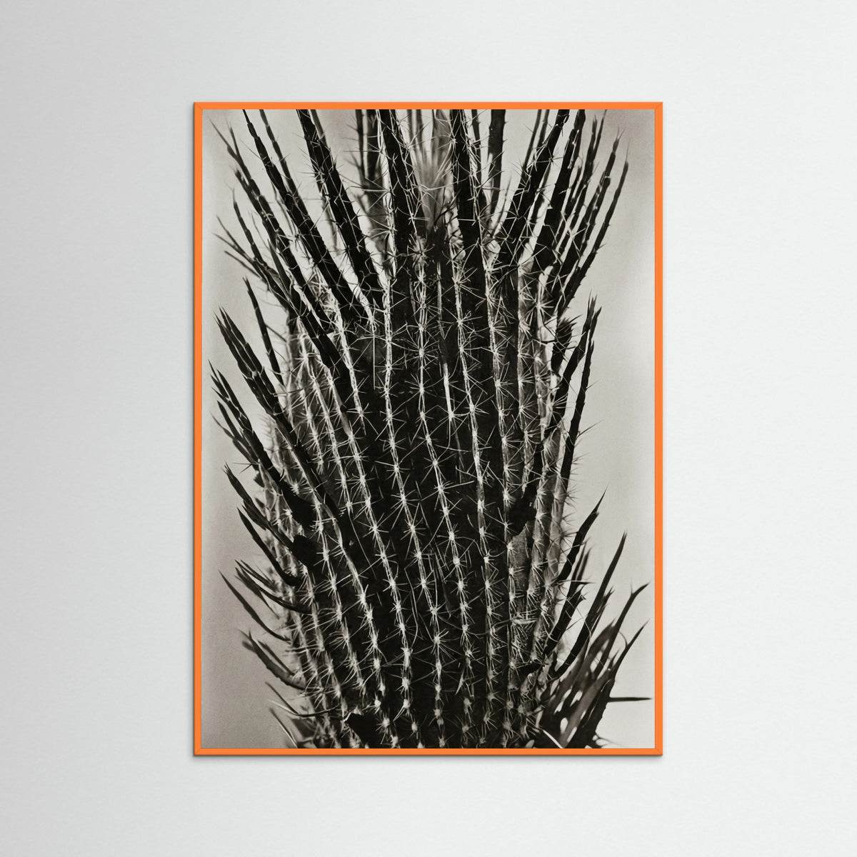 Orange Wood Desert Sentinel