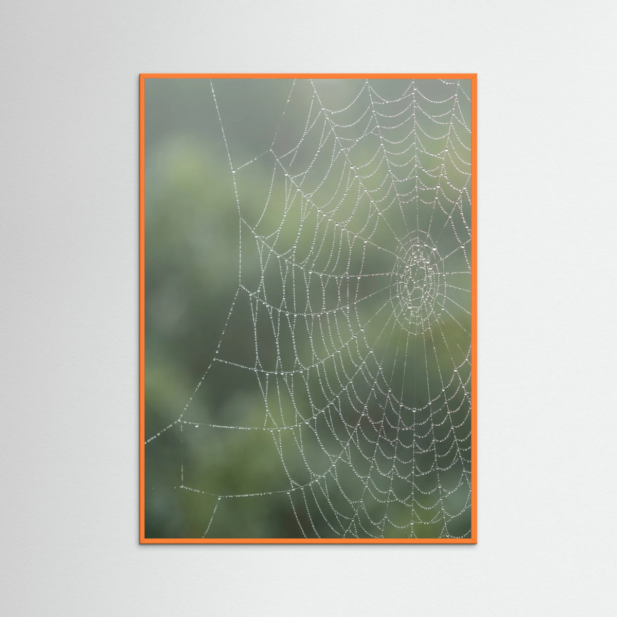 Orange Wood Dew Kissed