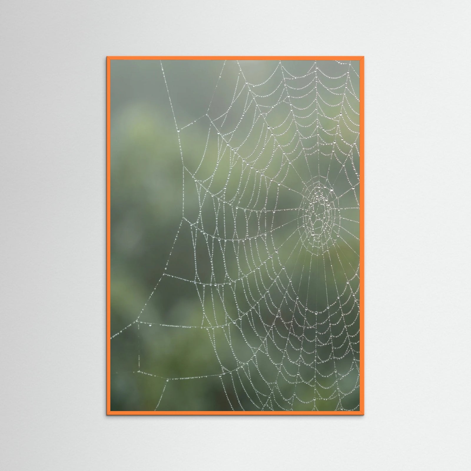 Orange Wood Dew Kissed