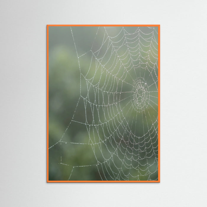 Orange Wood Dew Kissed