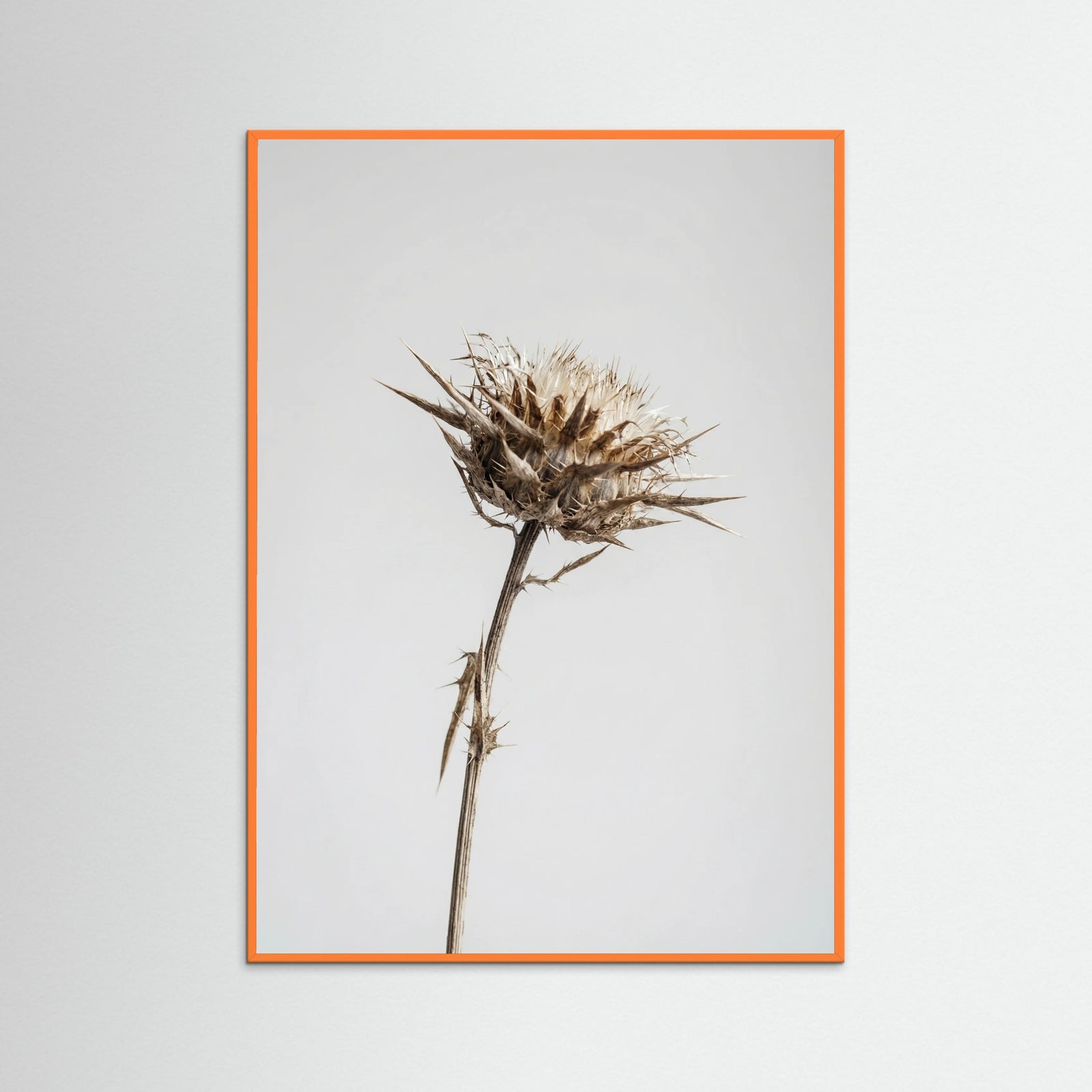 Orange Wood Dried Umbel Study