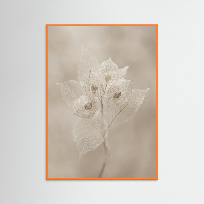 Orange Wood Ephemeral Bloom