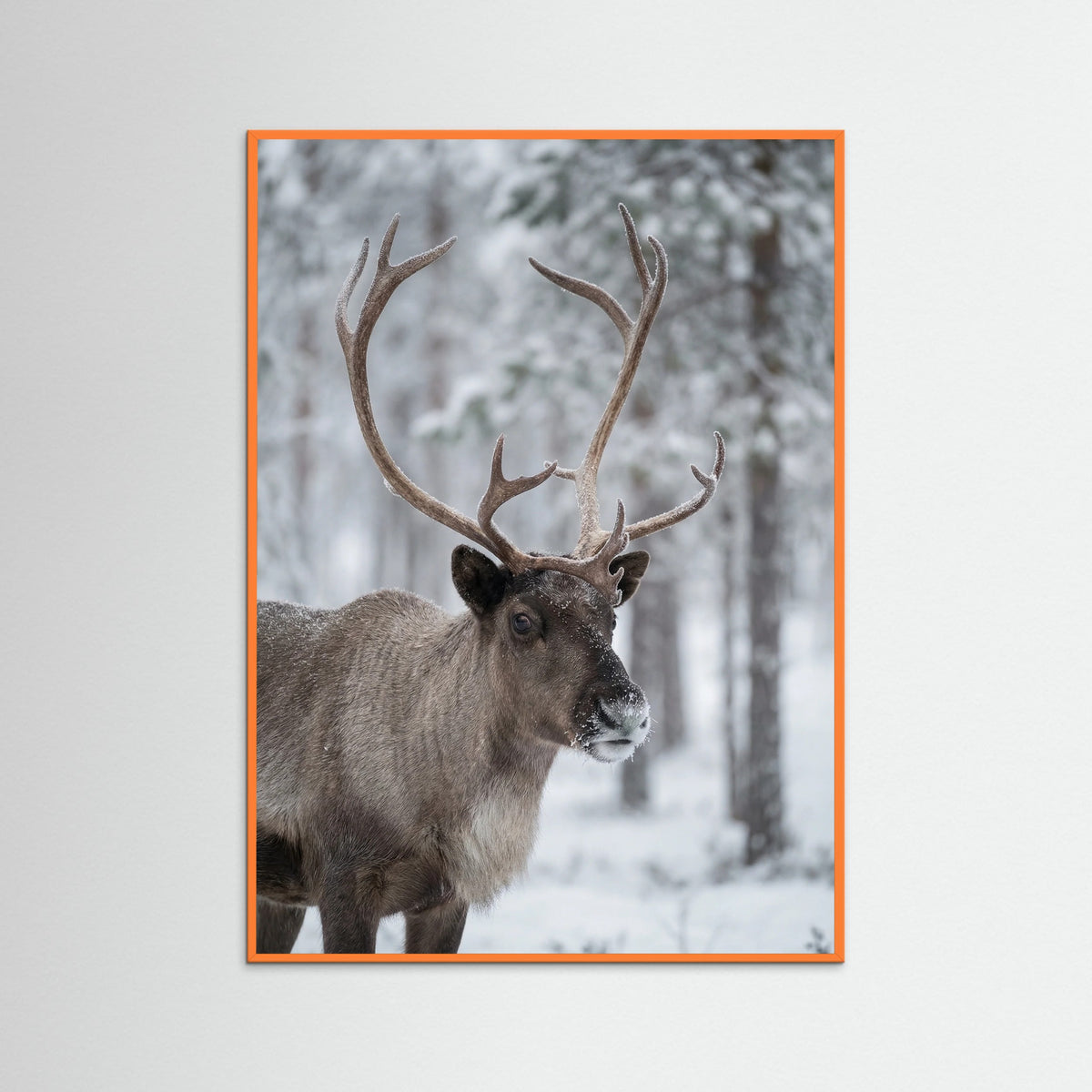 Orange Wood Frosty Highlands