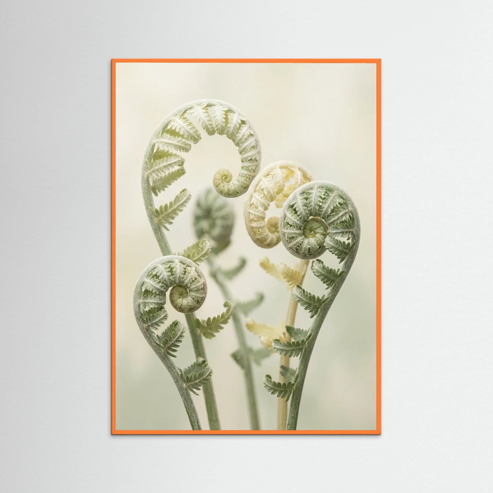 Orange Wood Gentle Ascent