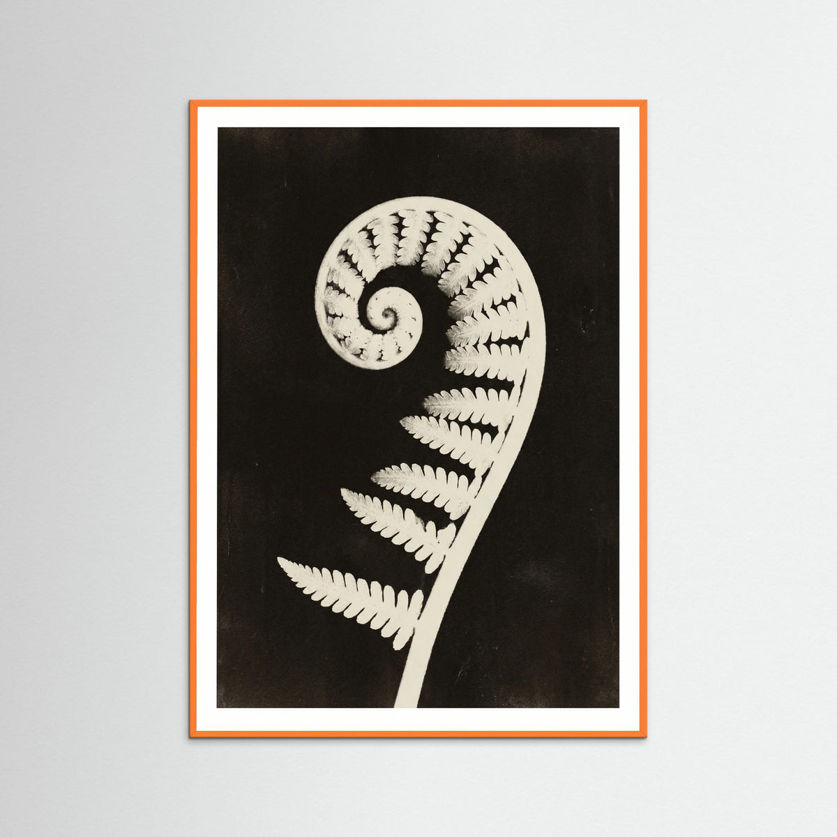 Orange Wood Goldenrod Specimen