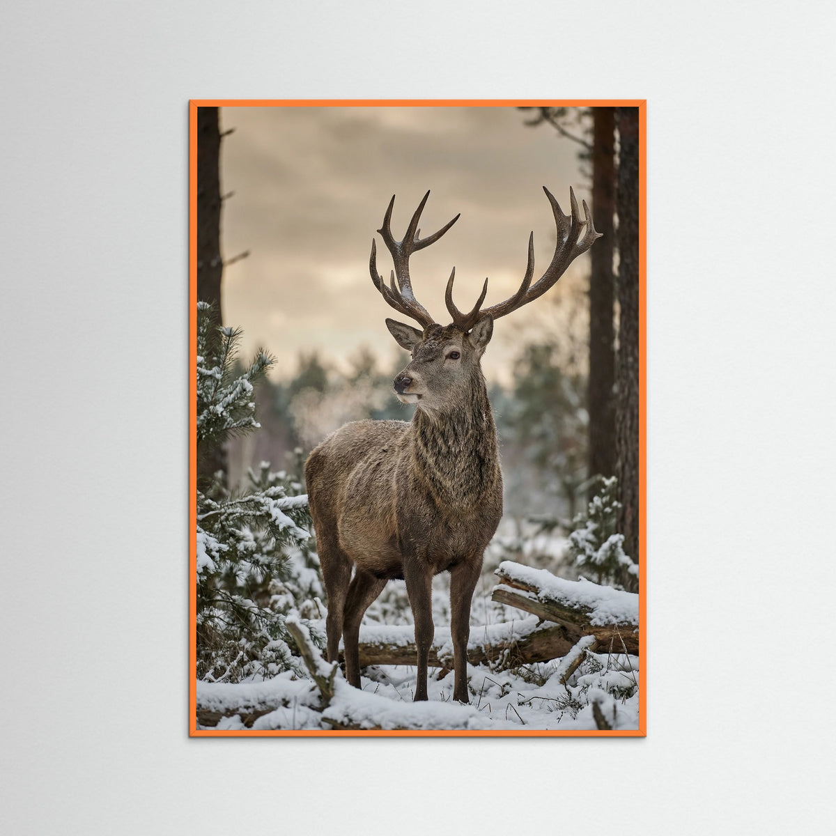 Orange Wood Highland Winter