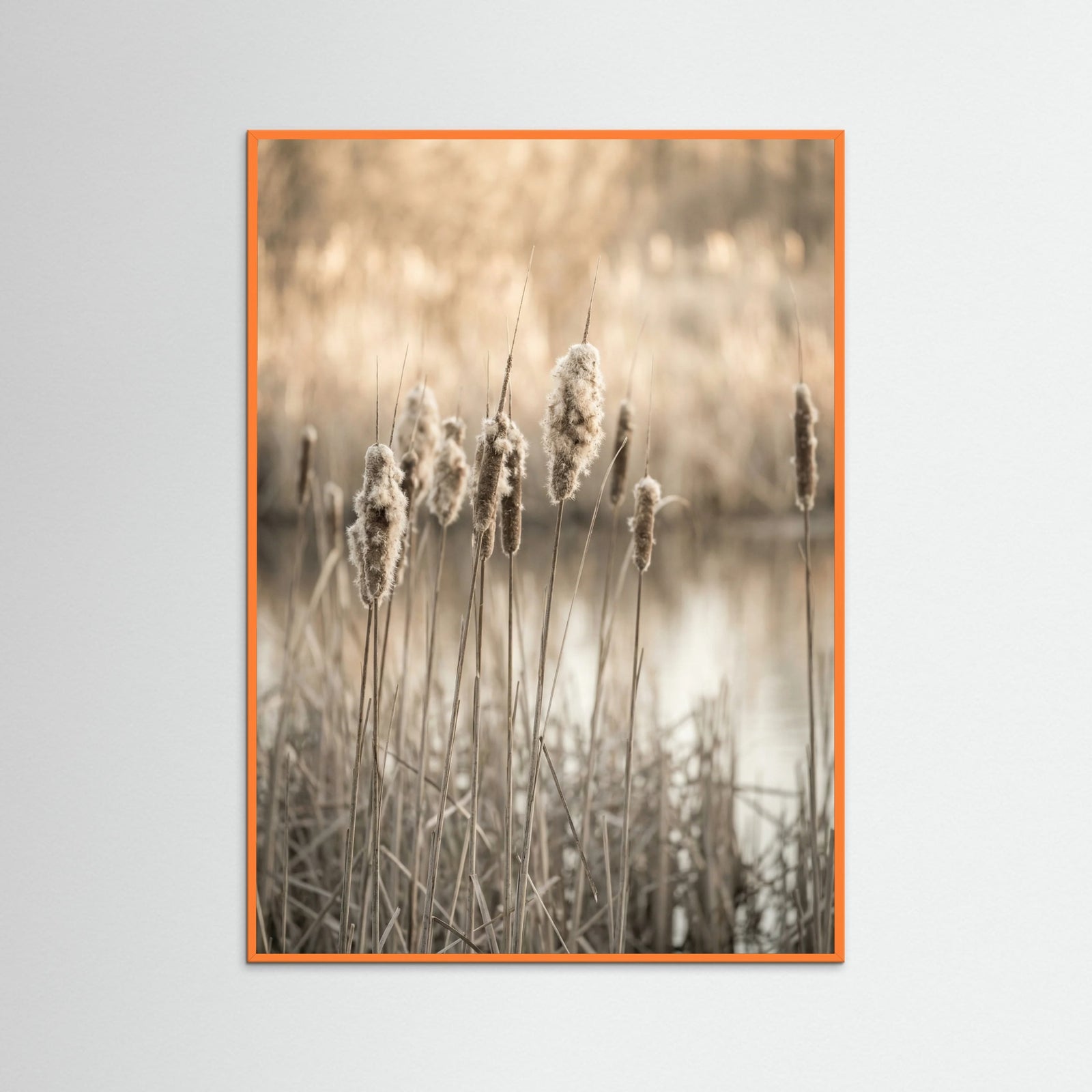 Orange Wood Meadow Thistle Glow