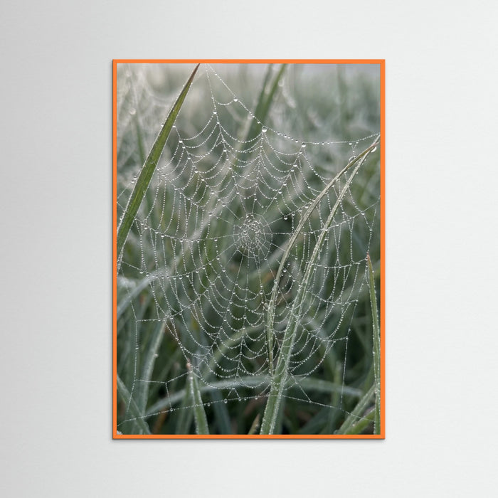 Orange Wood Morning Dew
