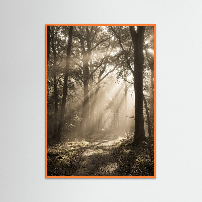 Orange Wood Morning Radiance