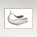Poster Mother and Baby Sperm Whale – poster e stampa artistica
