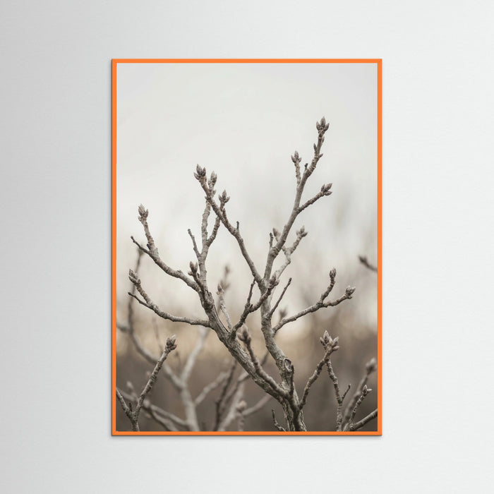 Orange Wood Muted Field