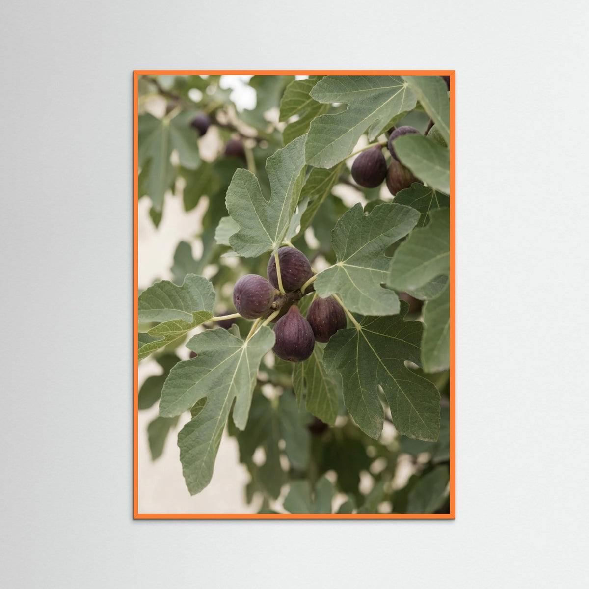 Orange Wood Olive Branch