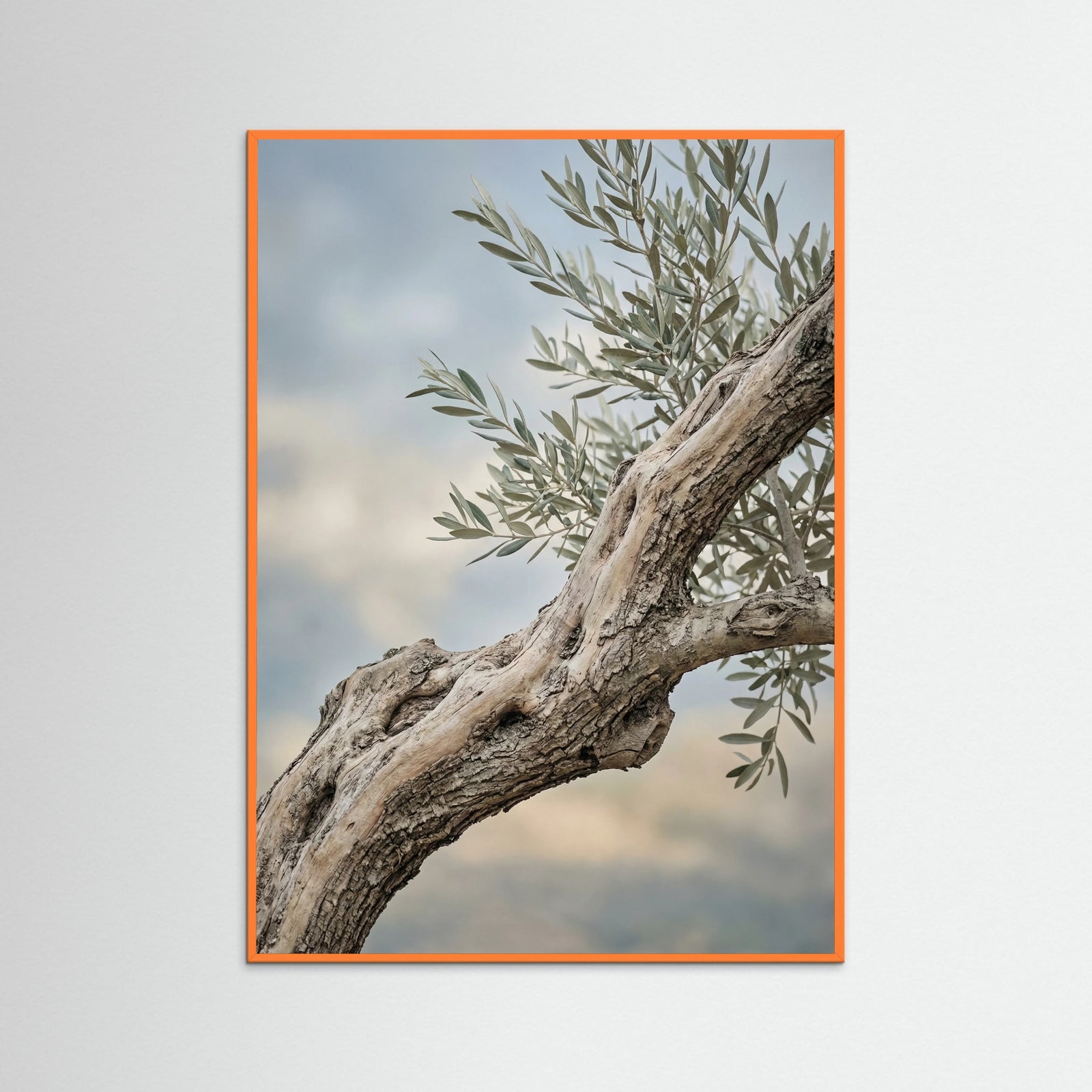 Orange Wood Olive Grove Path