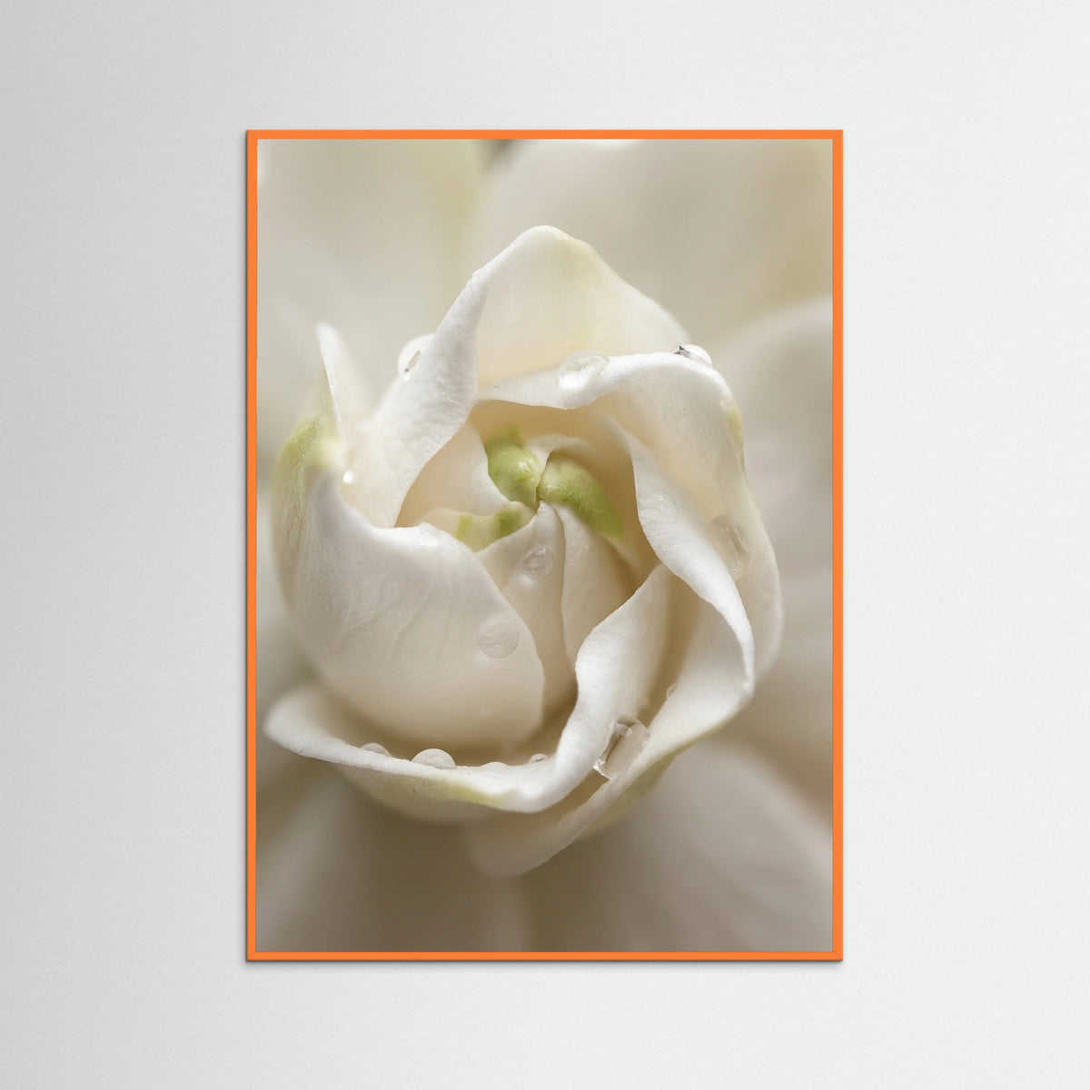 Orange Wood Quiet Bloom