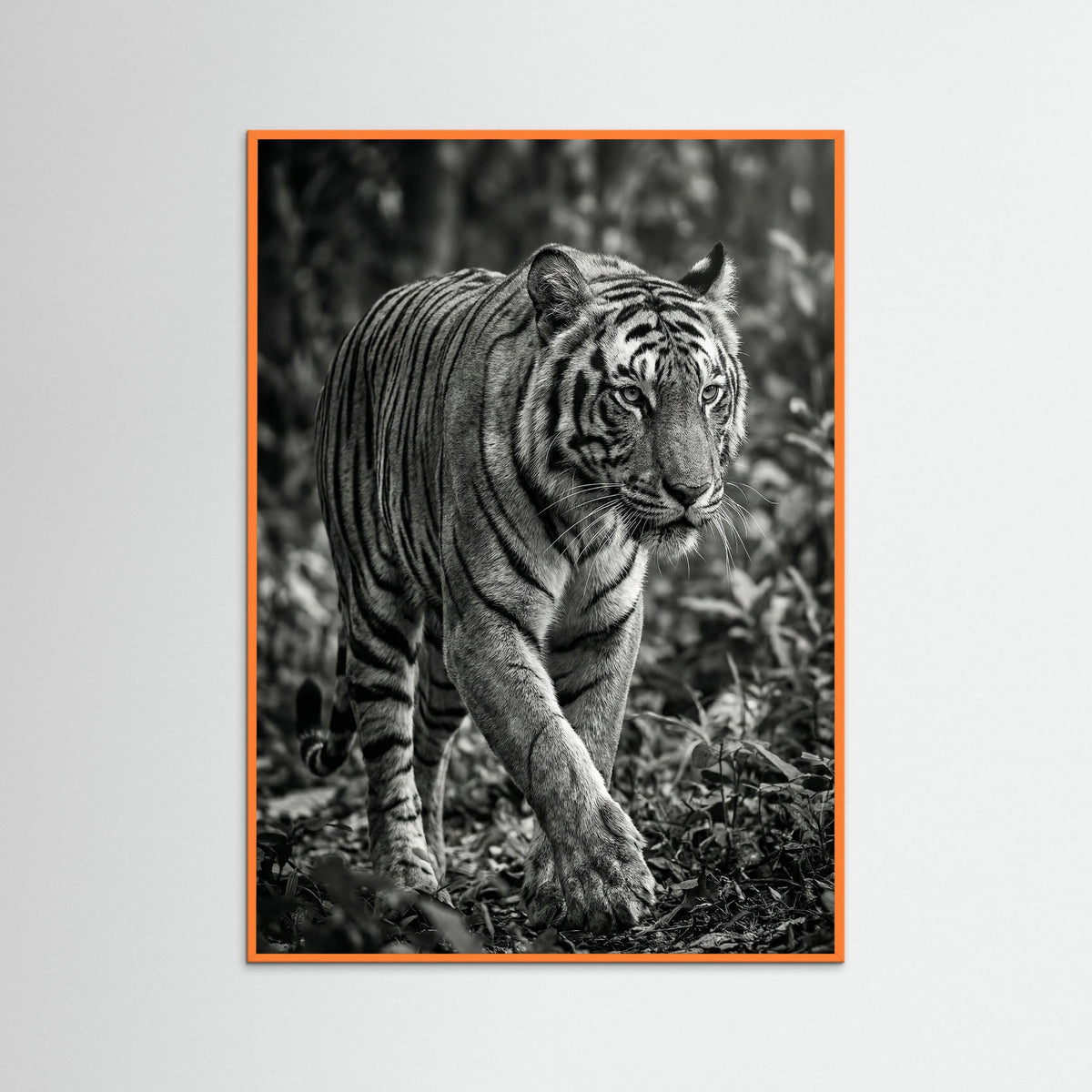 Orange Wood Regal Gaze