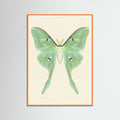 Orange Wood Silk Moth Specimen