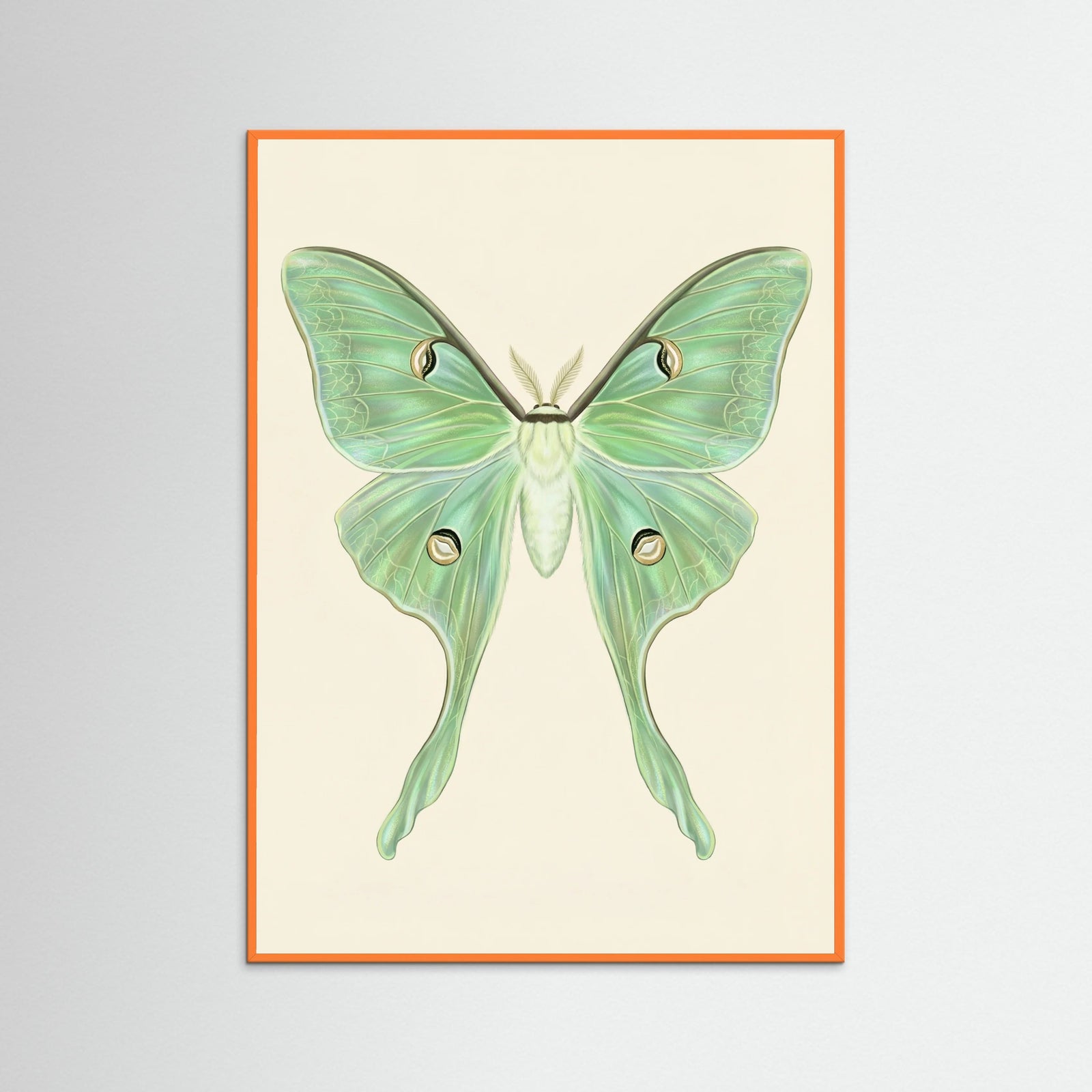 Orange Wood Silk Moth Specimen
