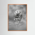 Orange Wood Solitary Bloom